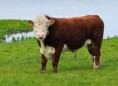 /album/quinto-varios/h-418-toro-hereford-jpg/